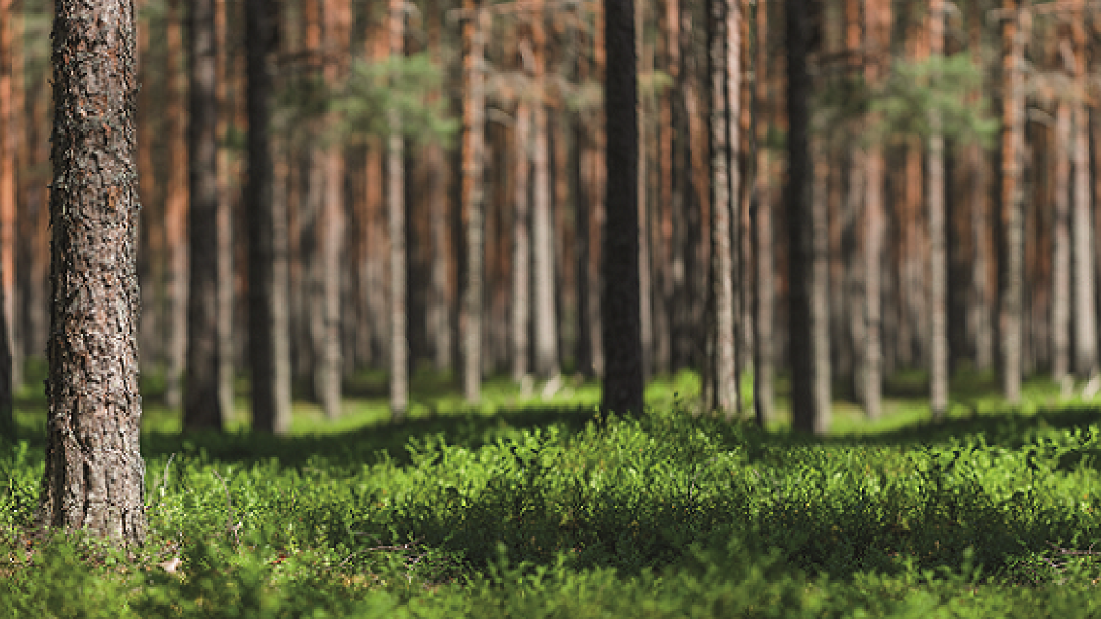 Carbon busters hankkeen teeman mukainen kuva sammaleisesta metsästä